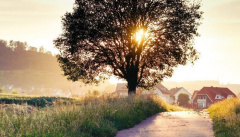 Принцесса-лягушка